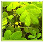 Shree Vijaylaxmi Enterprises - Cassia-Tora