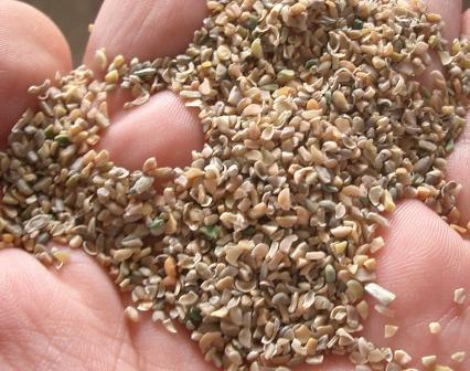 Shree Vijaylaxmi Enterprises - Cassia-Tora