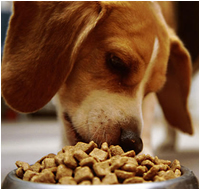 Shree Vijaylaxmi Enterprises - Pet Food